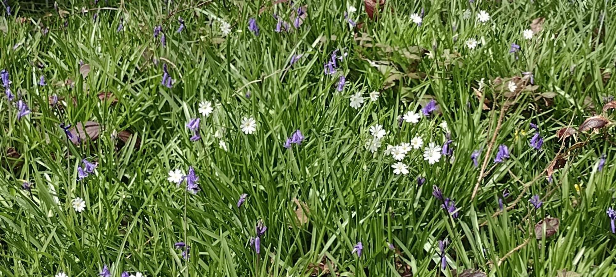Samphire Cottage Helston Bagian luar foto